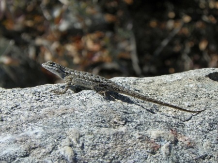 North Etiwanda Preserve