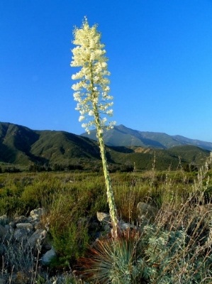 North Etiwanda Preserve