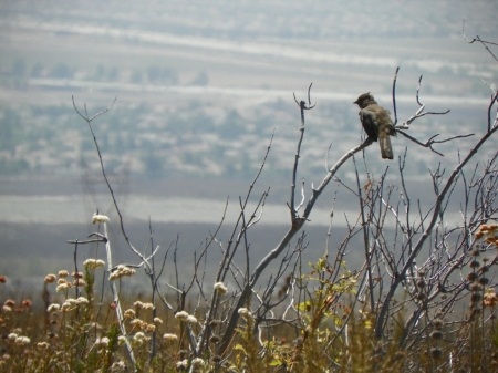 North Etiwanda Preserve